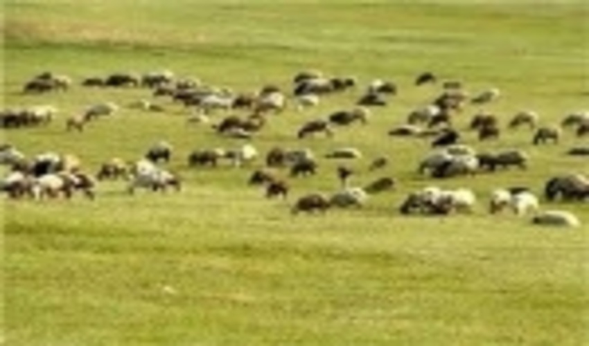 فصل چرای دام در ۱.۵ میلیون هکتار مراتع قشلاقی شاهرود آغاز شد