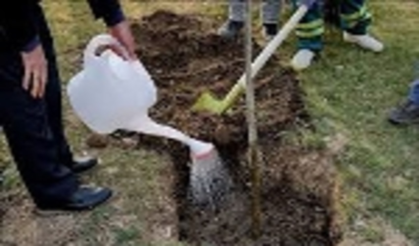 کاشت ۴۳۰ هزار اصله نهال تا پایان اسفندماه