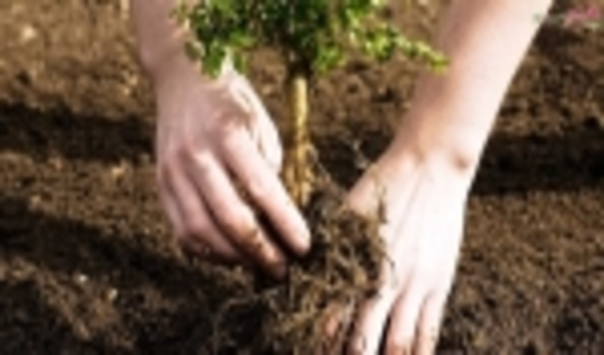 همکاری سازمان جنگل ها با رادیو پیام برای کاشت 7 هزار نهال 