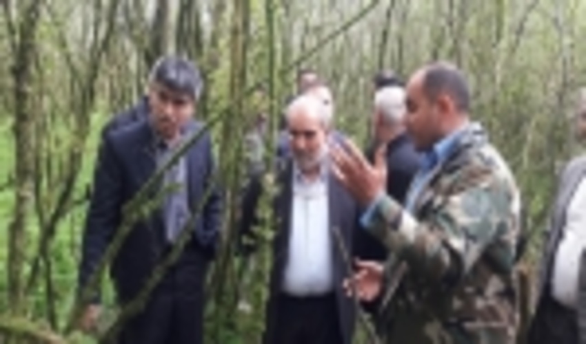 بازدید رئیس سازمان جنگل‌ها از رویشگاه‌های شمشاد استان گلستان