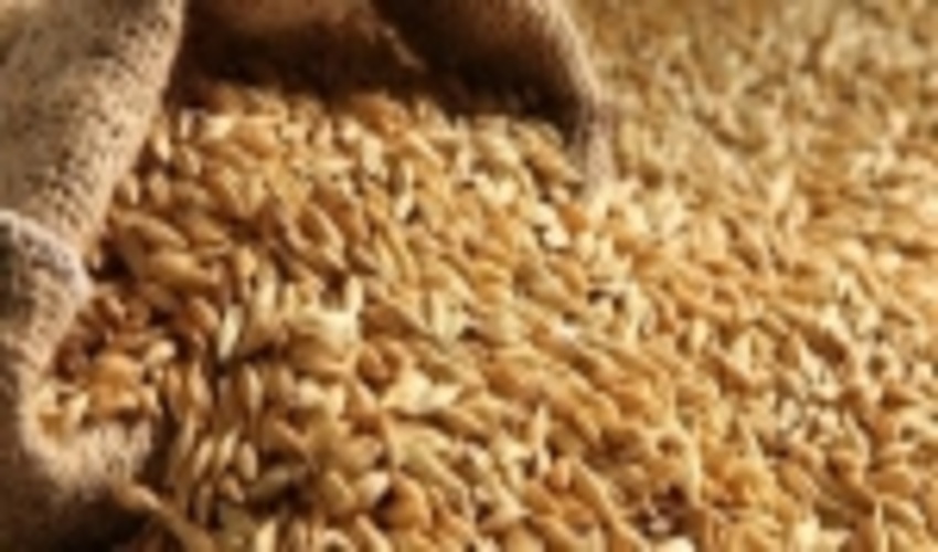 518 تن جو رایگان بین کشاورزان آذربایجان‌غربی توزیع شد