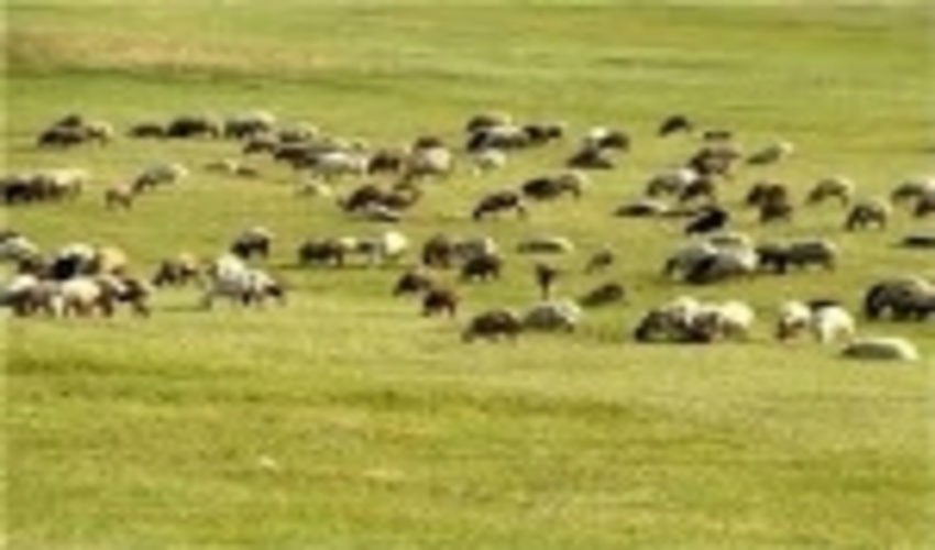 طرح مدیریت چرا و کنترل دام در مراتع استان سمنان آغاز شد