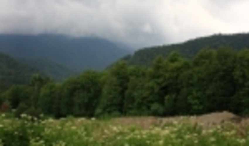 سازمان جنگل‌ها به هیچ عنوان قصد تعطیلی طرح‌های حفاظتی را ندارد 