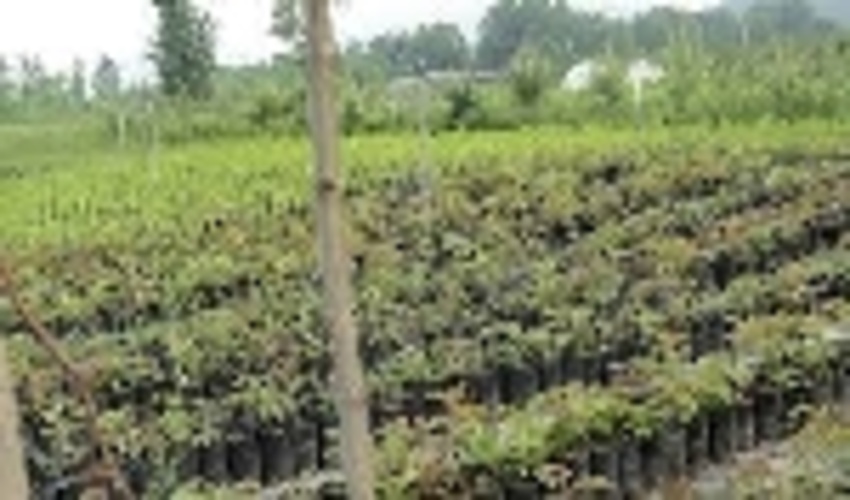 تولید یک میلیون و ۵۰۰ هزار اصله نهال توسط بخش خصوصی در رضوانشهر