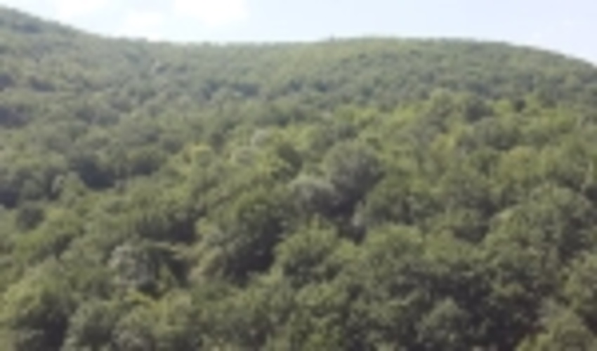 سیاست های اجرایی مدیریت بوم سازگان جنگل های زاگرس ابلاغ شد 