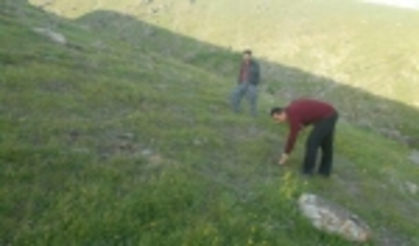 کردستان/اجرای کپه کاری در مراتع سروآباد