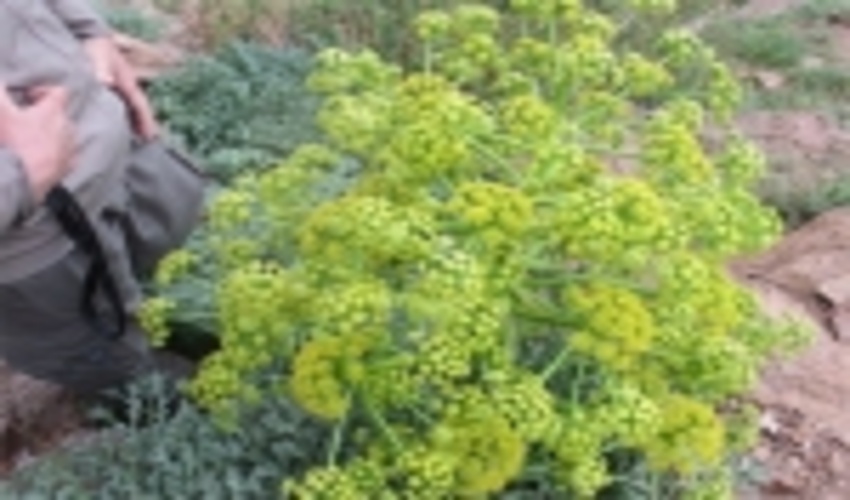 سند توسعه گیاهان دارویی سیستان و بلوچستان تدوین شد