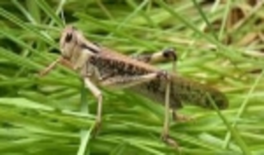 بیش از ۲۶هزار هکتار از مراتع سیستان و بلوچستان علیه ملخ صحرایی سمپاشی شد