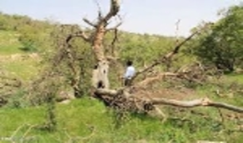 300 ساعت قرقبانی منابع طبیعی، حکم جایگزین دادگاه برای متصرف اراضی ملی 