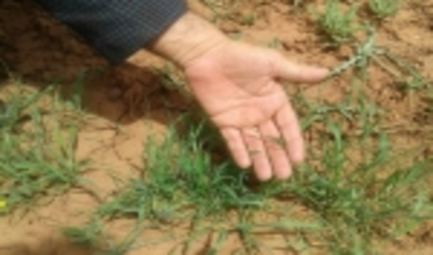 عملیات بیولوژیک در ۴۵۰ هکتار از حوزه‌های آبخیز شاهرود انجام شد