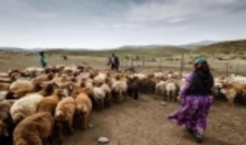  زمان حضور عشایر در مراتع جنوب ورامین تمام شد