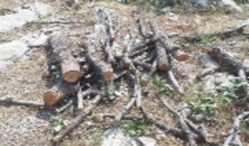 لرستان / قاتل جنگل های بلوط به دام افتاد