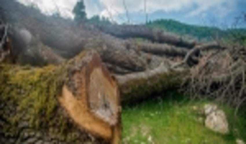 قاچاقچیان در تاراج جنگل‌های بلوط روانسر ناکام ماندند