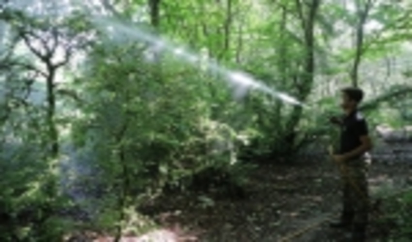 عملیات مبارزه با آفت شب‌پره شمشاد در استان گلستان