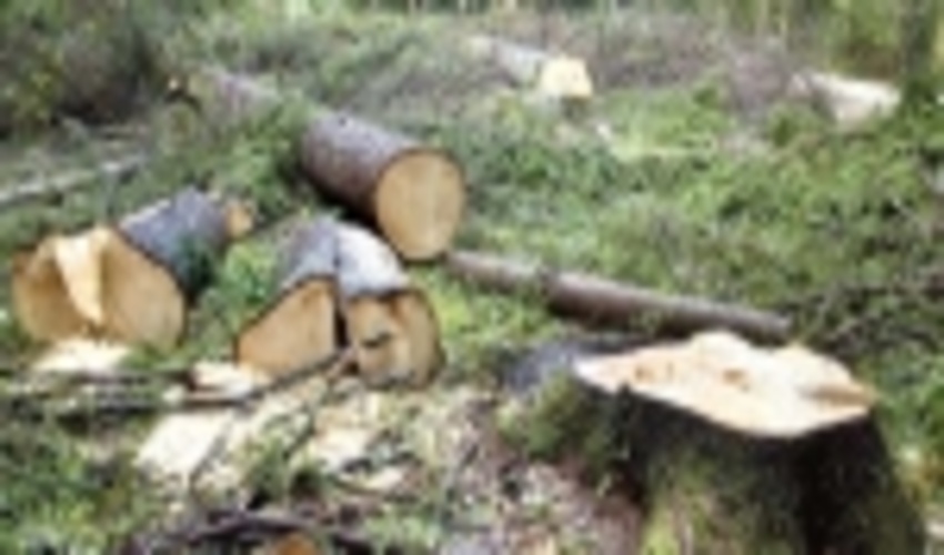 برخی ها  زمانی سراغ سازمان جنگل ها می‌آیند که مجوز قطع درخت بخواهند 