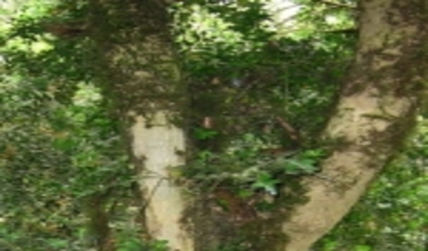 نجات شمشاد های شمال در دستور کار سازمان جنگل ها