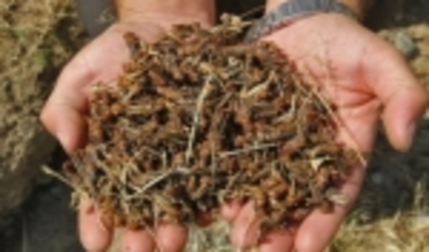 مبارزه با ملخ های صحرایی در سیستان  و بلوچستان به 141 هزار هکتار رسید