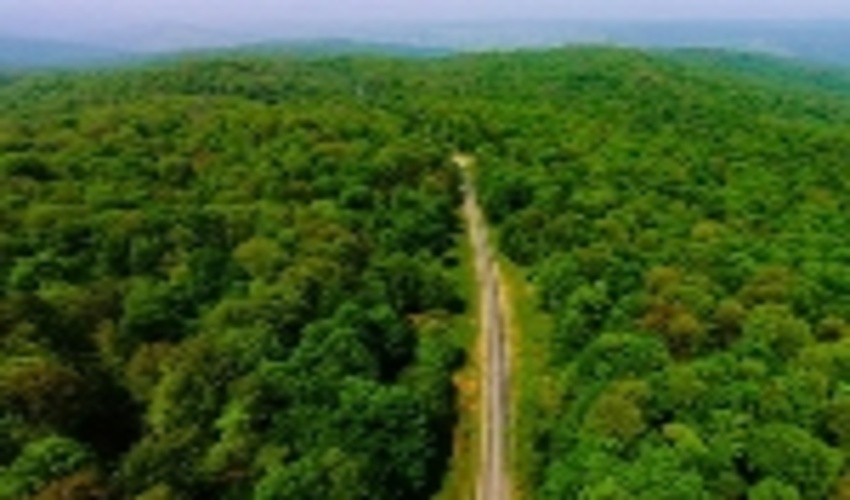 خاموشی آتش بر پیکره جنگل‌های ۴۰ میلیون ساله شمال 