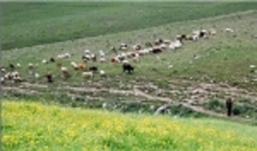 ابطال ۱۷۰ پروانه چرای دام در چهارمحال و بختیاری