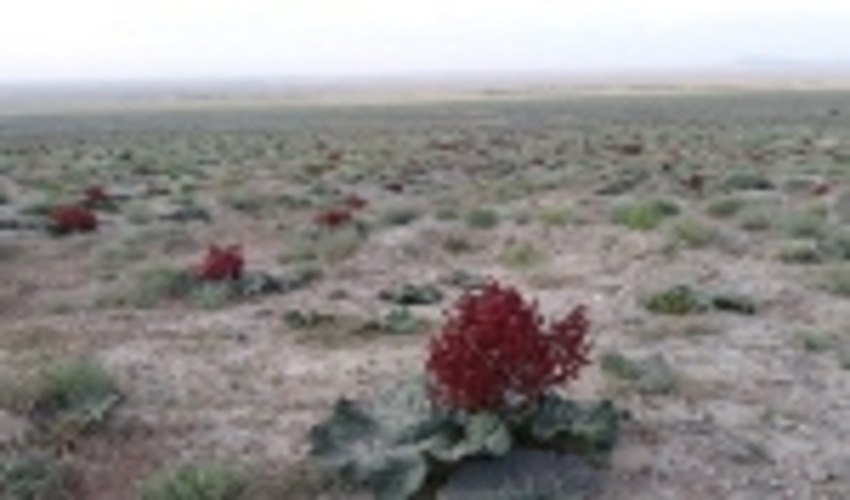 بیش از ۸۱ درصد مراتع استان خراسان جنوبی ممیزی شد