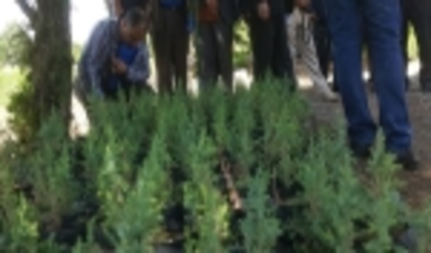 دستیابی زنجان به کاشت و پرورش موفقیت آمیز نهال اُرس