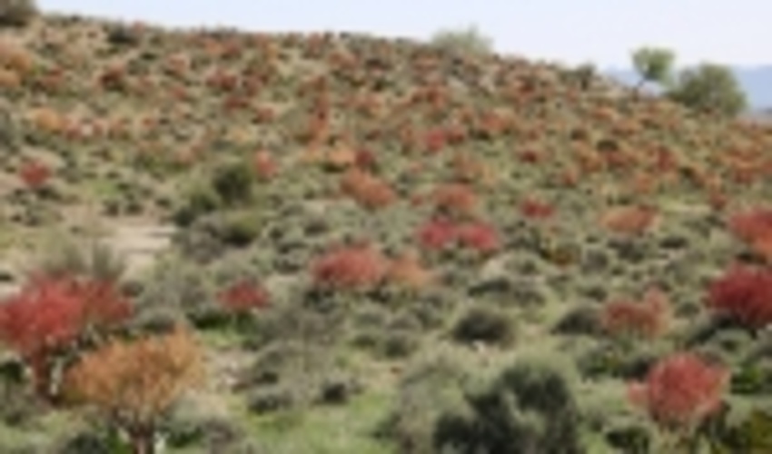 استعداد یابی و تخصیص بیش ازهزار و 200 هکتار از اراضی ملی هرمزگان