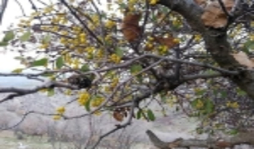 مبارزه مکانیکی با گیاه لورانتوس در جنوب کرمان کلید خورد