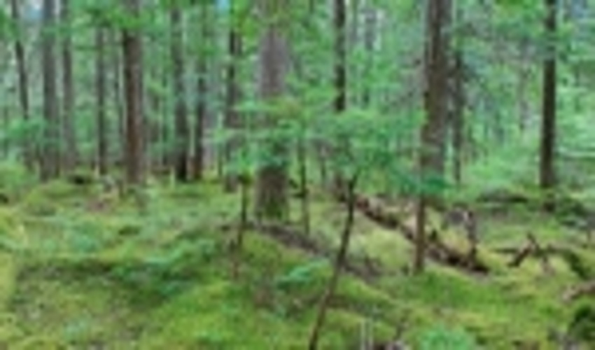 7 راهکار فائو برای جنگل‌های آسیب‌دیده آسیا و ایران