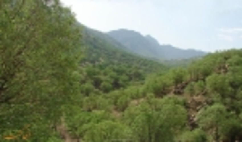 آذربایجان غربی/اعتبار 200 میلیارد ریالی برای حفاظت؛ توسعه و احیاء جنگلهای زاگرسی 