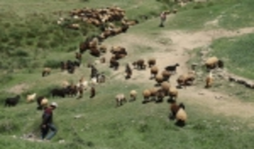 360 هزار واحد دامي در مراتع غرب مازندران تعليف مي كنند 