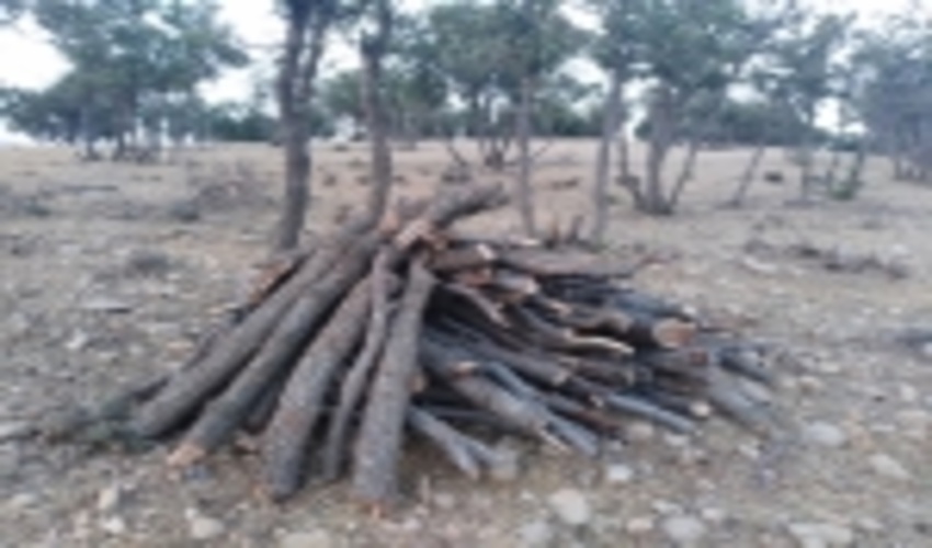 دستگیری متخلفان قطع درخت در اراضی ملی فارس