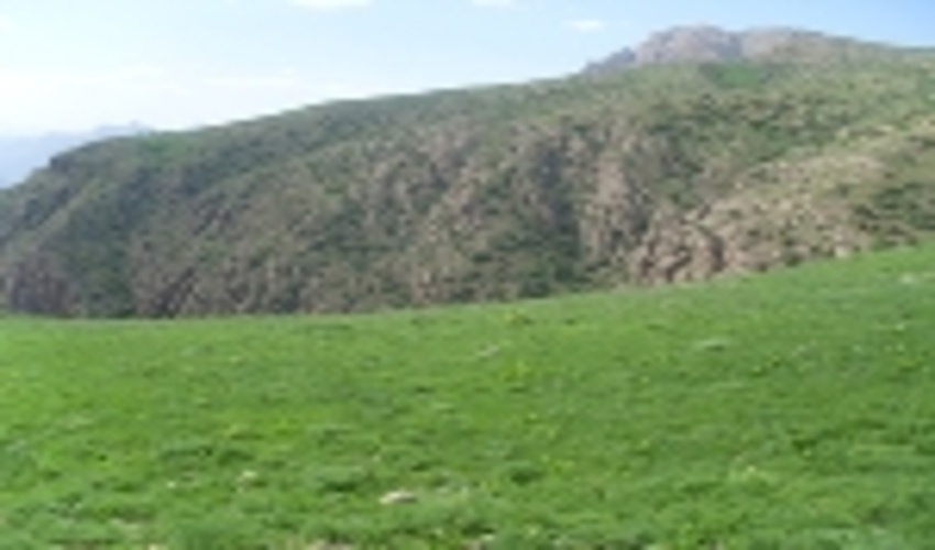 میزان تولید علوفه در مراتع خراسان شمالی به ۱۳۰ هزار تن رسید