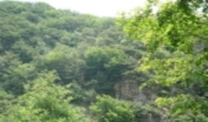 «باران» بخشی از جنگل‌های خشک شده کهگیلویه و بویراحمد را احیاء کرد