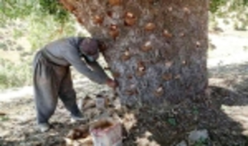 درگیری مسلحانه ماموران یگان حفاظت از منابع طبیعی با قاچاقچیان/ یک مامور مجروح شد 