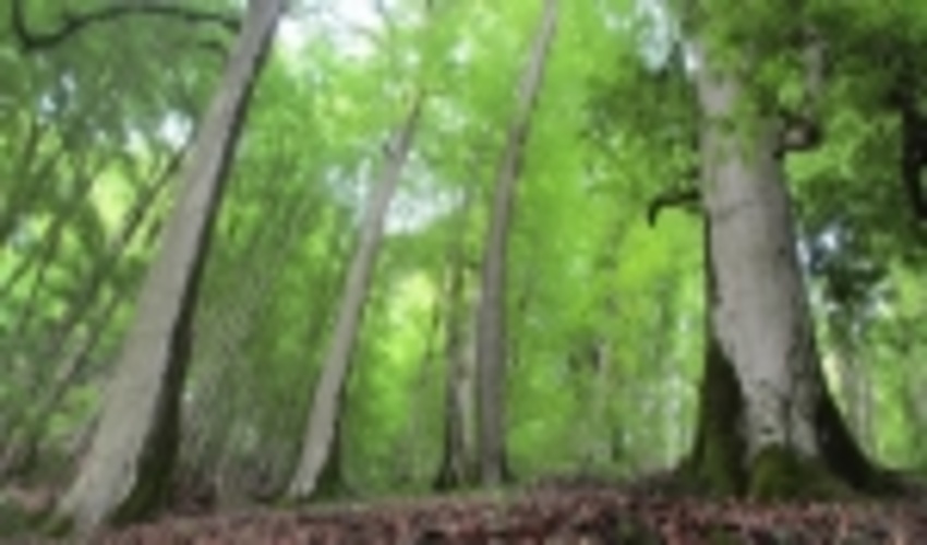 Iran's Hyrcanian Forests Added to UNESCO World Heritage List