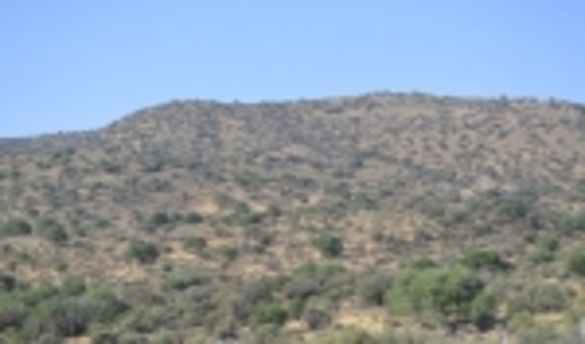 هراس آتش بر جان عرصه‌های محدود طلای سبز استان یزد 