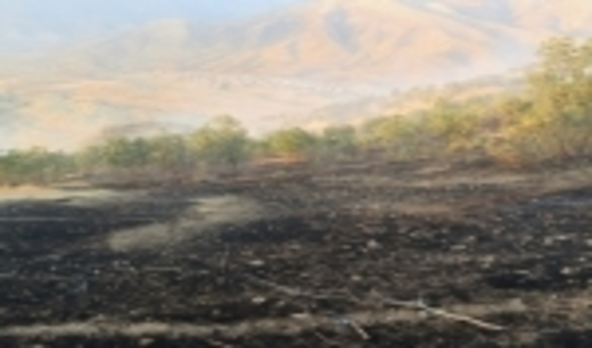  مهار آتش سوزی در جنگل های بلوط شهرستان لردگان