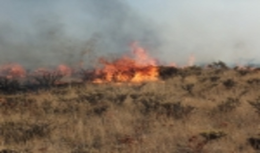 امسال ۴۰۰ هکتار از مراتع و جنگل‌های البرز دچار حریق شده است