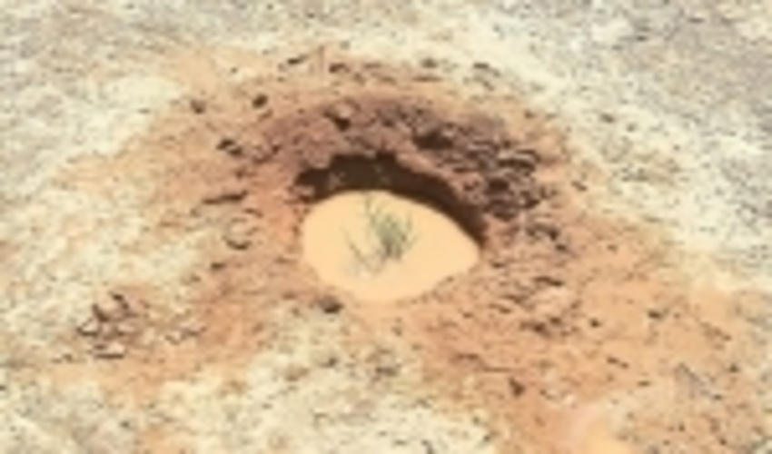 ۷۰۰ هکتار اراضی گرمسار تحت اجرای طرح بیابانزدایی قرار گرفتند 