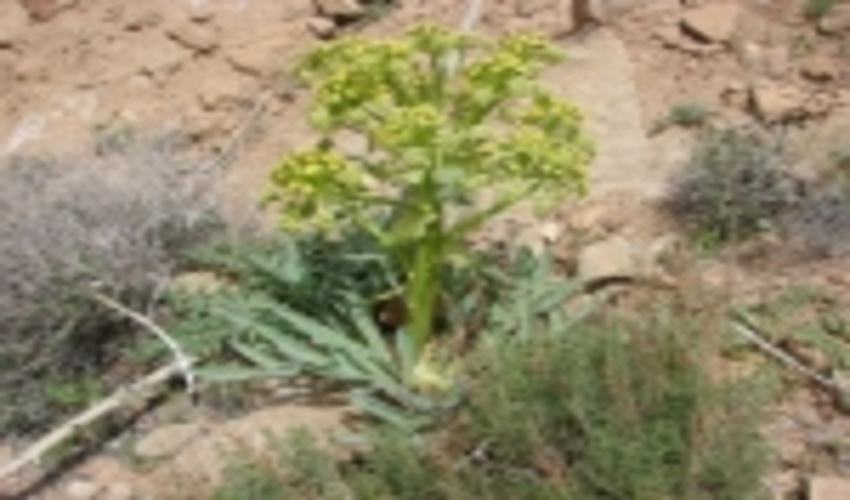 پیش بینی برداشت ۵۰ تن آنغوزه در خراسان جنوبی