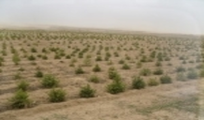 یک هزار هکتار به سطح جنگل های همدان افزوده می شود