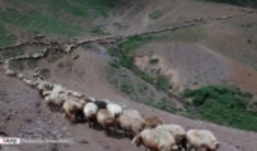 گزارش تصویری/رونق تولید در مراتع ییلاقی 