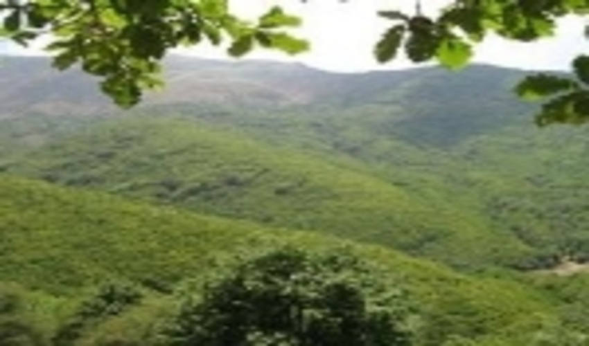 کرمانشاه/حفاظت از جنگل‌ها و طبیعت از شاخصه‌های توسعه یافتگی کشور است 