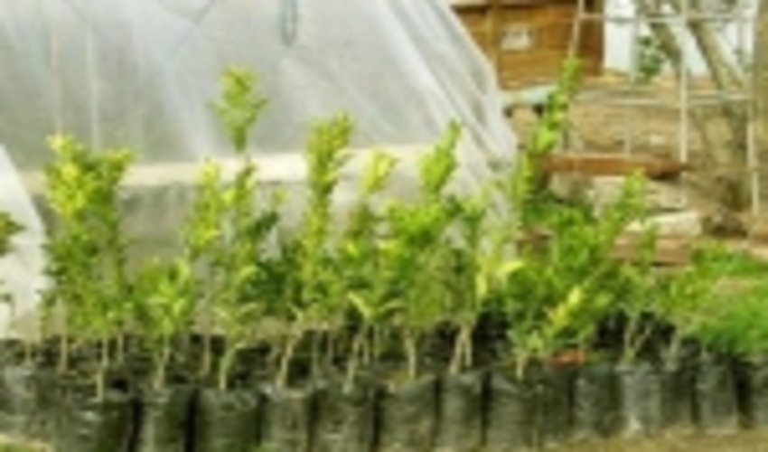 نهالستان «ریخلان» مریوان سالانه ۵۰۰ هزار اصله نهال مورد نیاز کشور را تامین می‌کند 