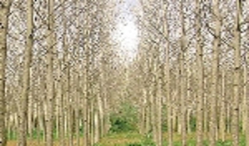 کاشت ۷ میلیون نهال تولید چوب در سال ۹۸