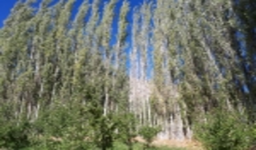 زراعت چوب، پشتوانه حفظ جنگل ها همراه با اشتغال و درآمدزایی