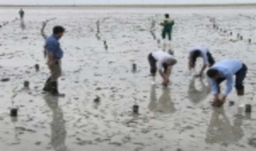 605 هزار اصله نهال مانگرو امسال در هرمزگان کاشته می شود 