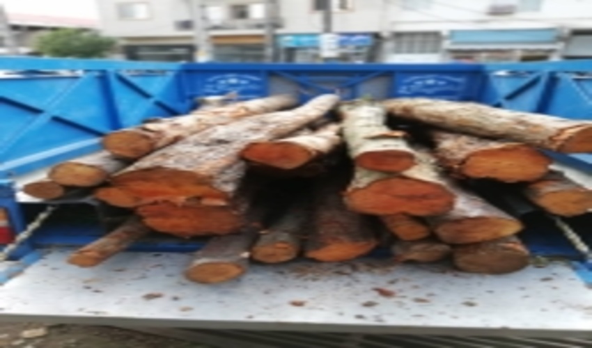 کشف چوب آلات قاچاق در کارگاه چوب بری عباس آباد مازندران