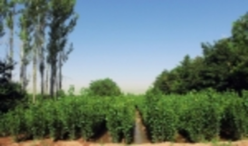 استان مرکزی/تولید نهال در مقیاس میلیونی
