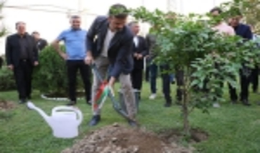 استراماچونی یک اصله نهال کاشت 